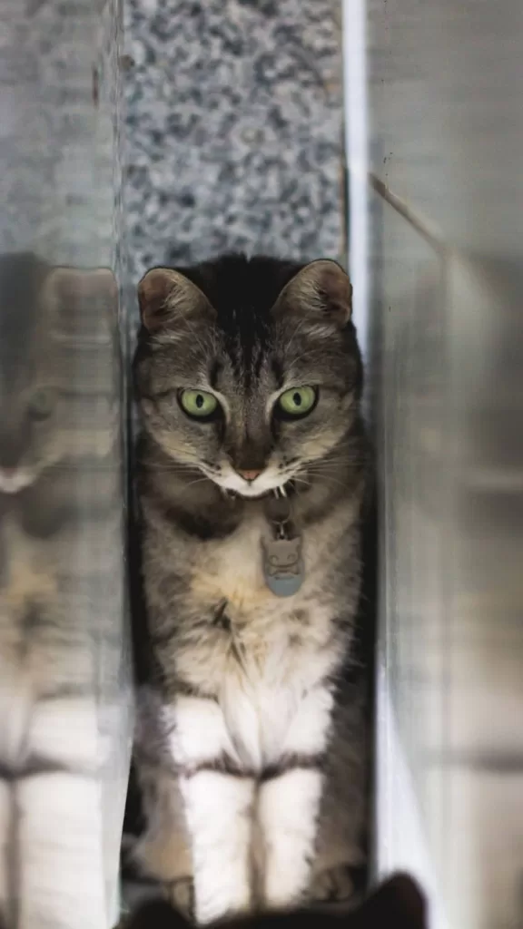 verängstigte Katze versteckt Stress bei Katzen
