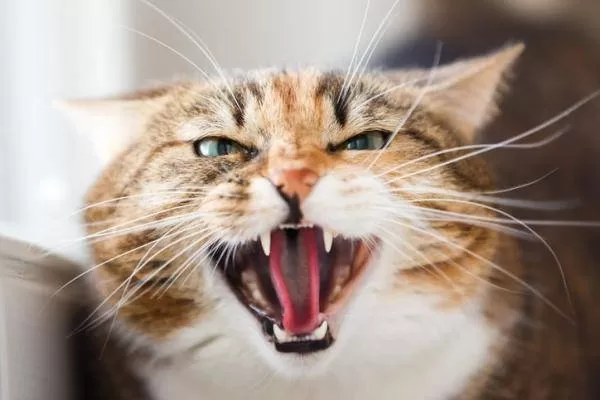 Katze schaut wegen etwas wütend. Stress bei Katzen