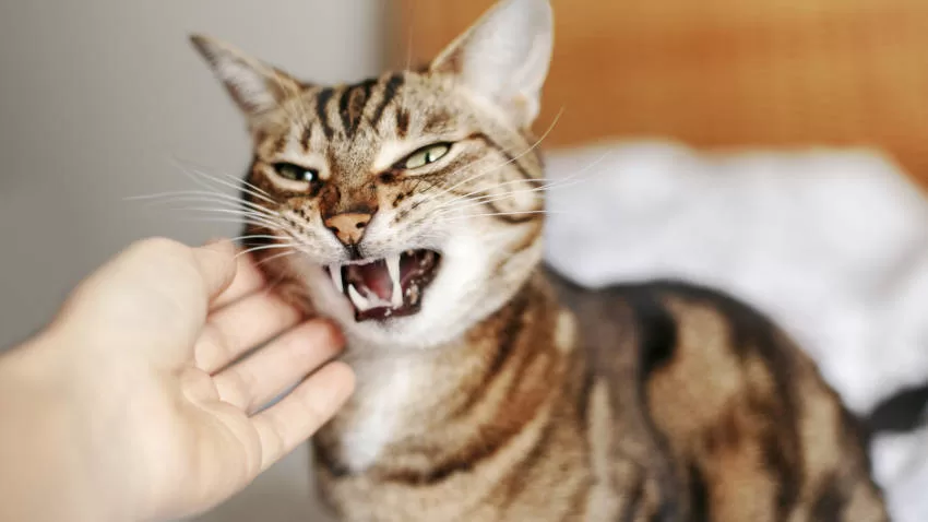 Katze will ihren Besitzer beißen