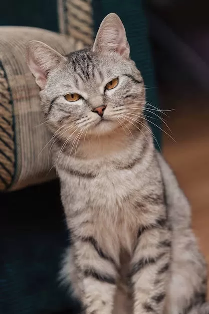 Katze schaut wütend in die Kamera. Stress bei Katzen