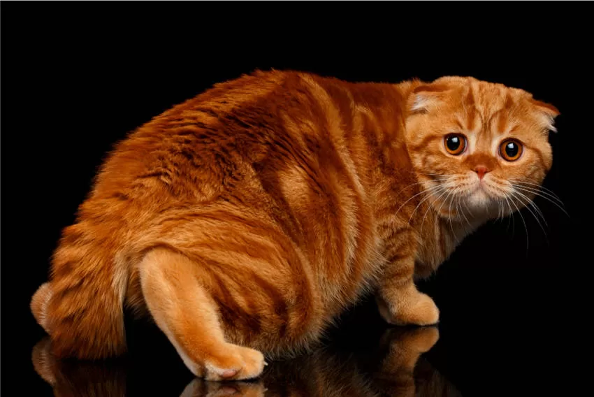 Stress bei Katzen Katze auf schwarzem Hintergrund