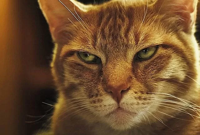 wütende Katze, weil sie ihn wütend gemacht haben