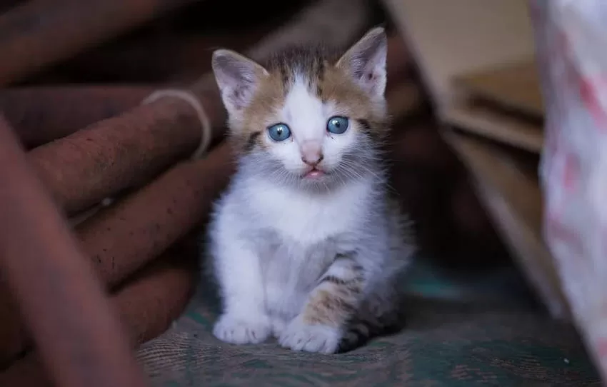 Kätzchen auf der Straße Prävention von Krankheiten bei Katzen