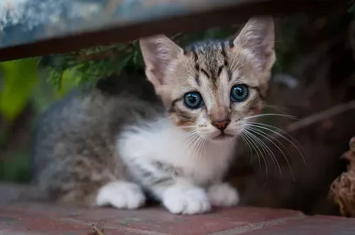 Kätzchen wehrloses Kätzchen Krankheitsvorbeugung bei Katzen