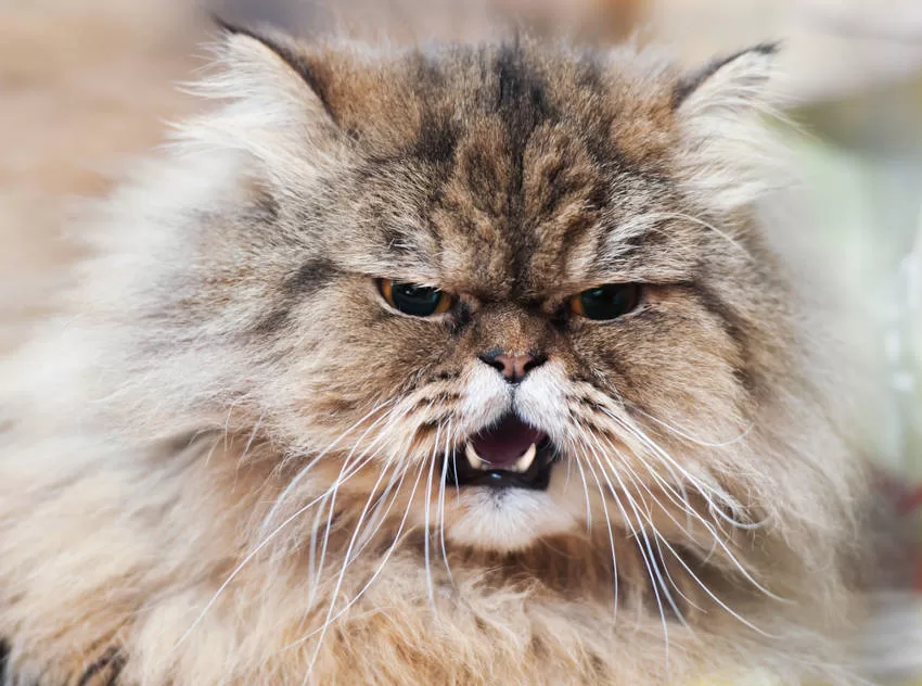Katze fühlt sich krank Krankheiten bei Katzen vorbeugen