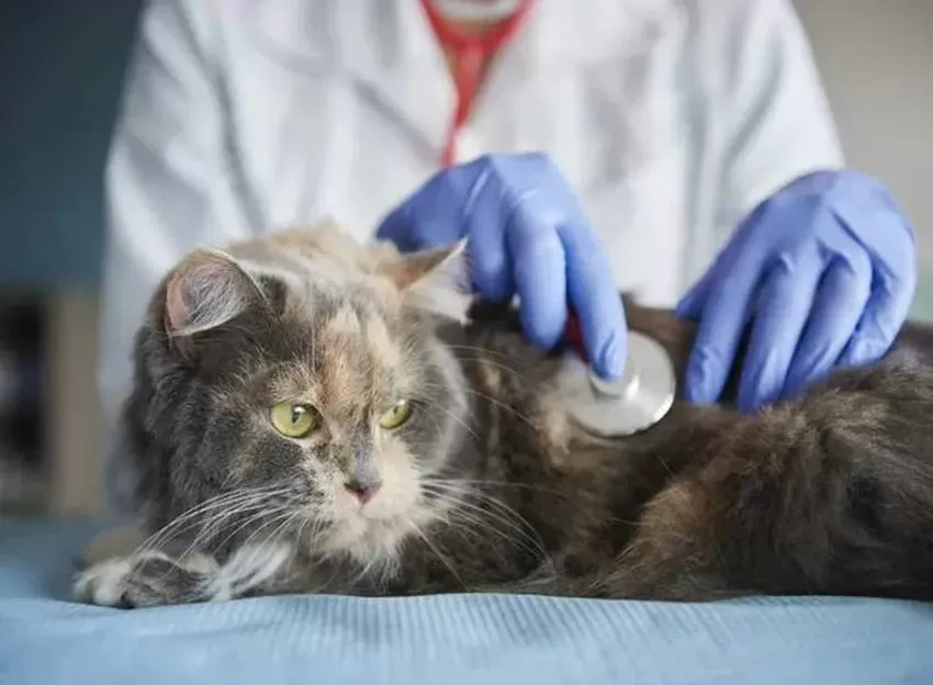 Katze beim Tierarzt Vorbeugung von Krankheiten bei Katzen