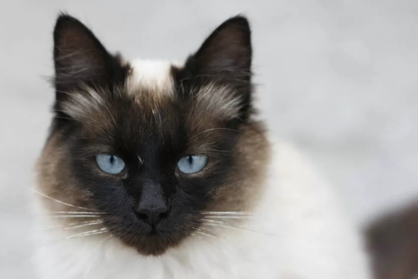Sagraod Burma-Katze mit geschlossenem Gesicht