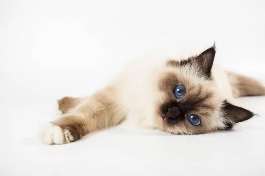 heilige burmesische Katze