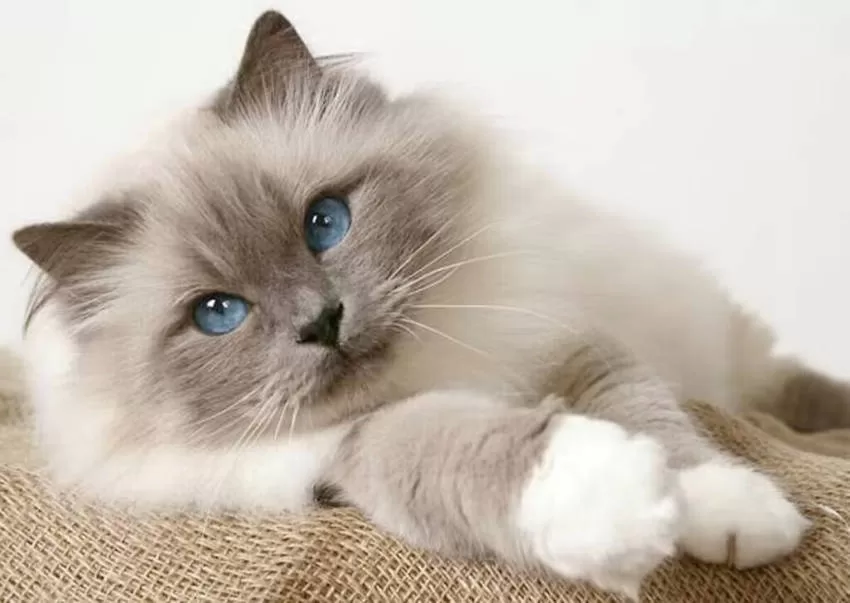 Liegende burmesische Katze