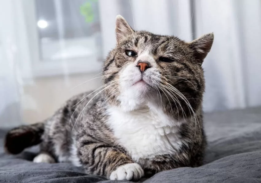 Pflege älterer Katzen