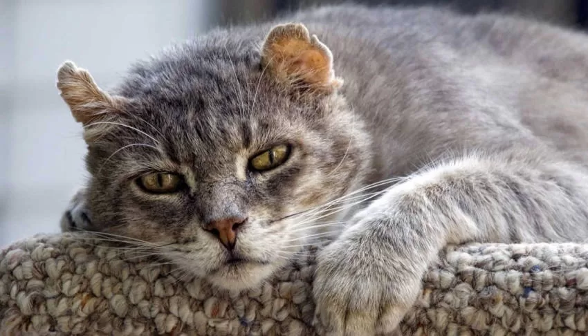 Ältere Katzen kümmern sich um alte Kätzchen