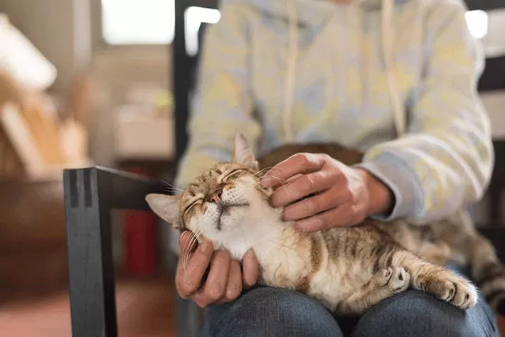 Pflege älterer Katzen