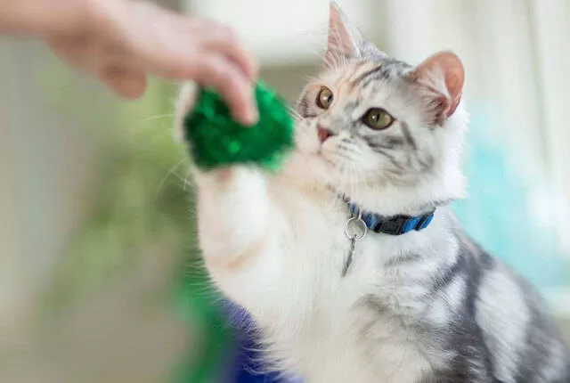 Grundausbildung Katzen