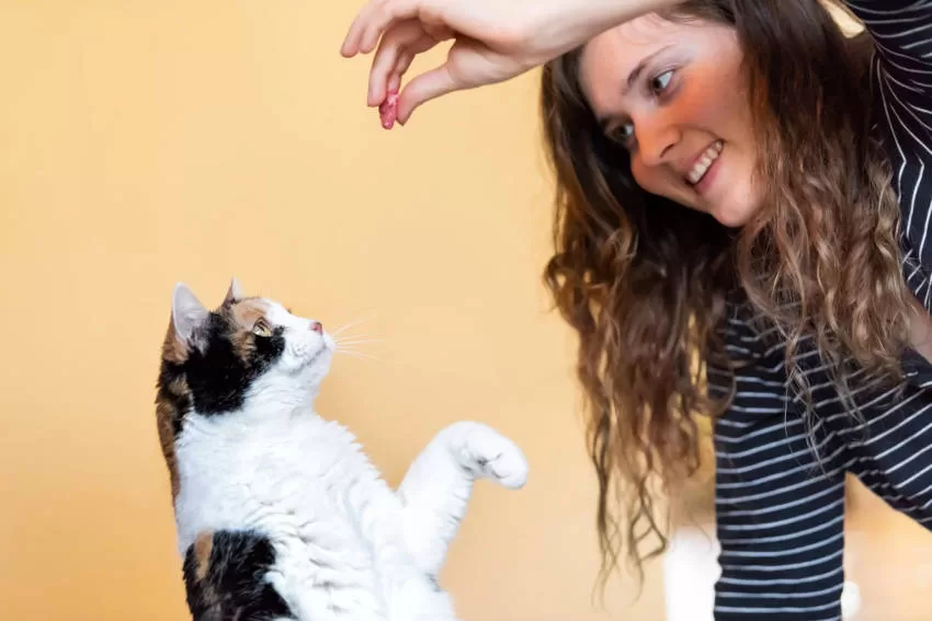 Grundausbildung Katzen