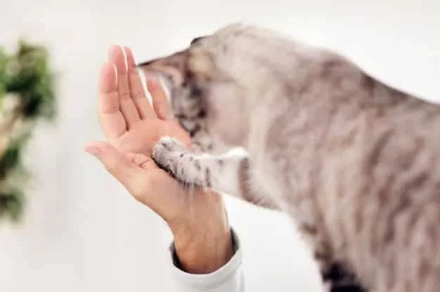 Katze schlägt auf die Handfläche eines Menschen, Grundausbildung für Katzen