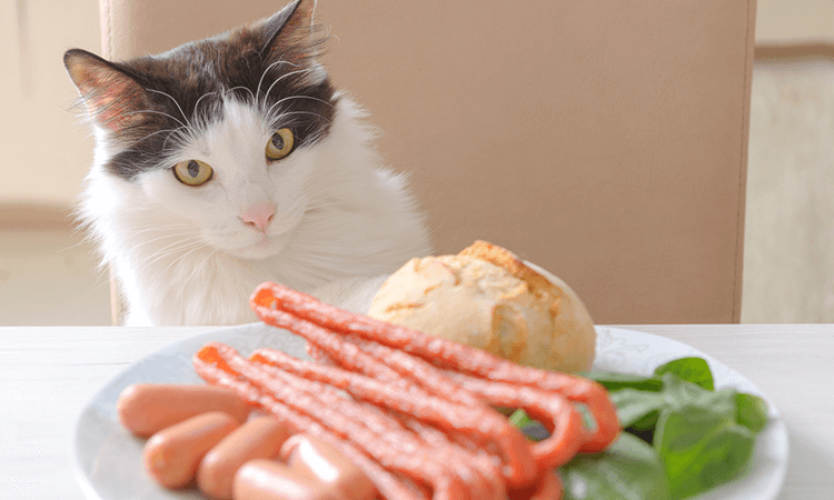 Das Rätsel wird gelüftet: Können Katzen sich vegan oder vegetarisch ernähren?