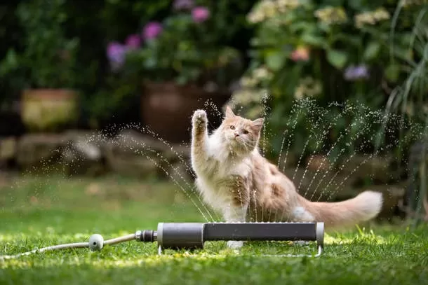 Katze in der Hitze spielt im Garten