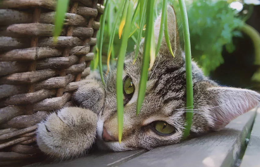 Katzen und Pflanzen bb