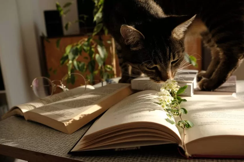 Katze mit Büchern