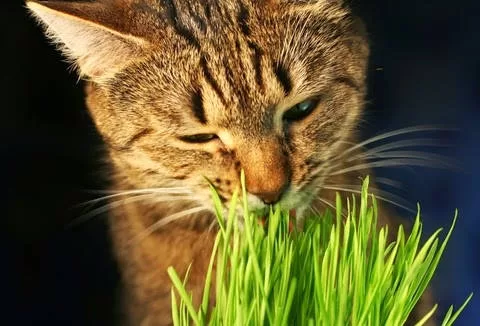 Katzen fressende Pflanze Katzen und Pflanzen