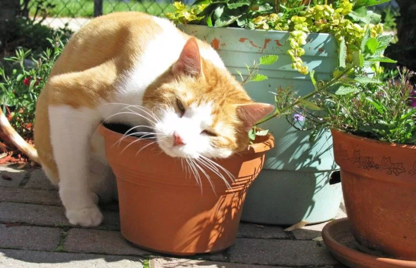 Katze liegt und rollt auf der Pflanze Katzen und Pflanzen
