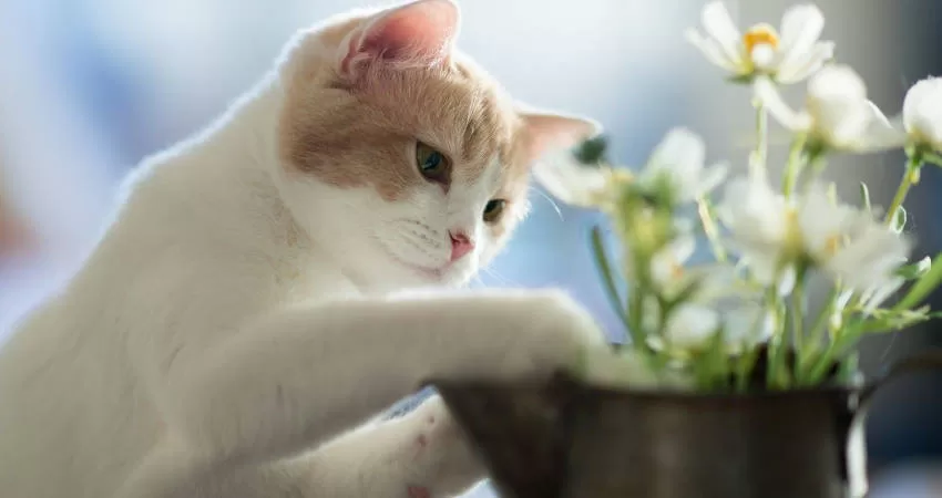 Katzen und Pflanzen