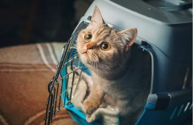 Katze und Reisen im Koffer