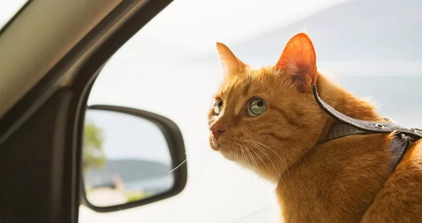 Katzen und Vögel mm