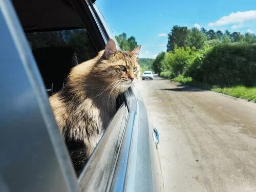 Katze im Auto, die auf Reisen geht