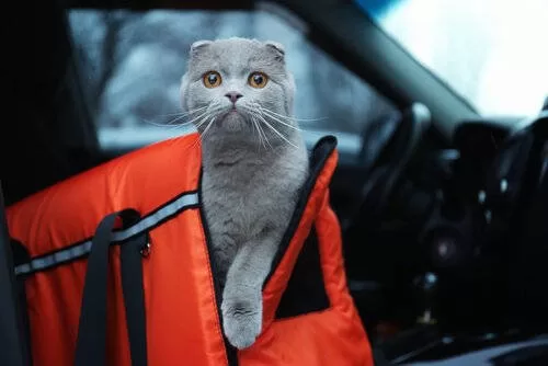 formbare Katzen- und Reisetransportbox