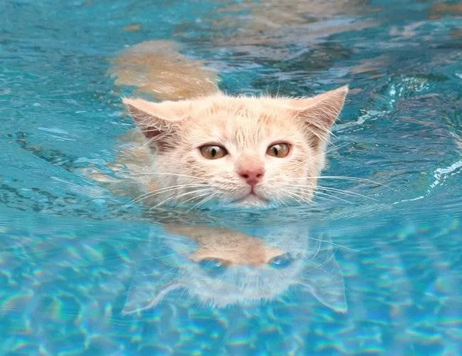 Kätzchen schwimmende Katzen und Reisen