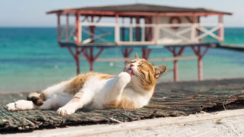 Katze auf See und am Strand Katzen und Strände