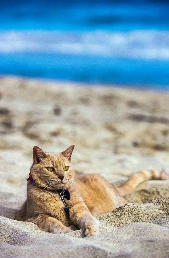 Kätzchen im heißen Sand des Strandes Cats and Beaches