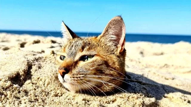 Katzen und Feiertage cc