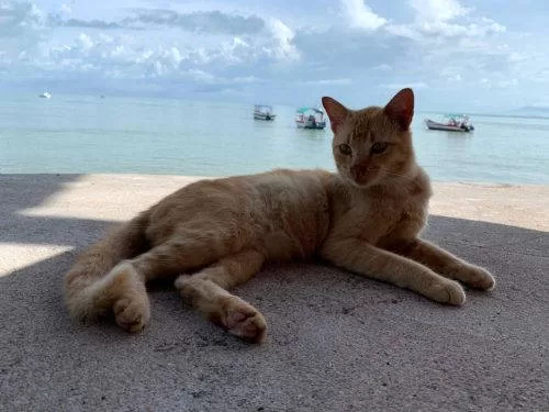 Katze am Strand