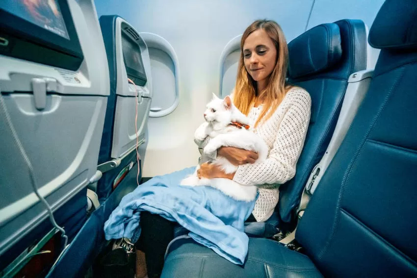 KATZE AUF DEM SCHOSS DES EIGENTÜMERS IM FLUGZEUG Katzen auf Flügen