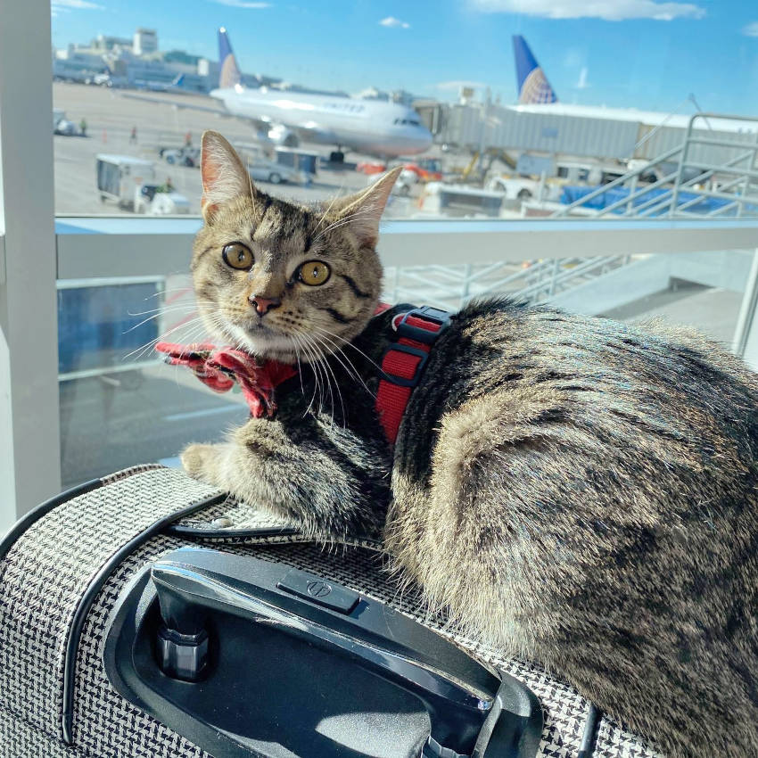 KATZE AM FLUGHAFEN
