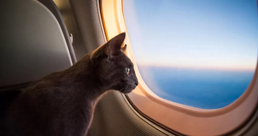 Katzen und Strände nn