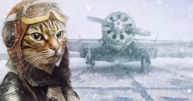 KATZE IM FLUGZEUG Katzen im Flugzeug