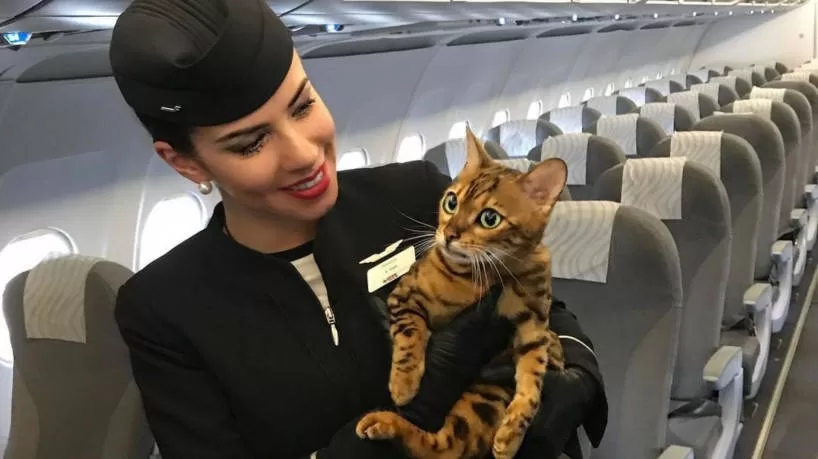 Katzen und Flieger jj