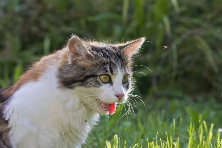 Kalorien und Katzen 1