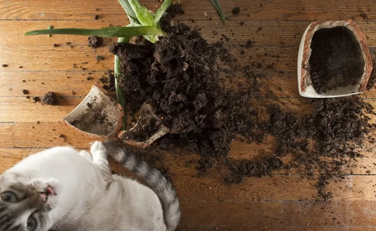 Katze mit von ihm zerstörter Pflanze Katzen und Pflanzen